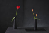 Tulipa Gesneriana N°3 Poster och Canvastavla