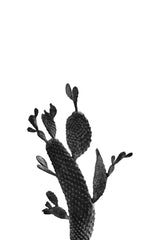 Cactus Black and White 02 Poster och Canvastavla