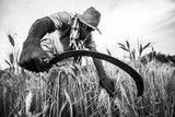 harvest season Poster och Canvastavla