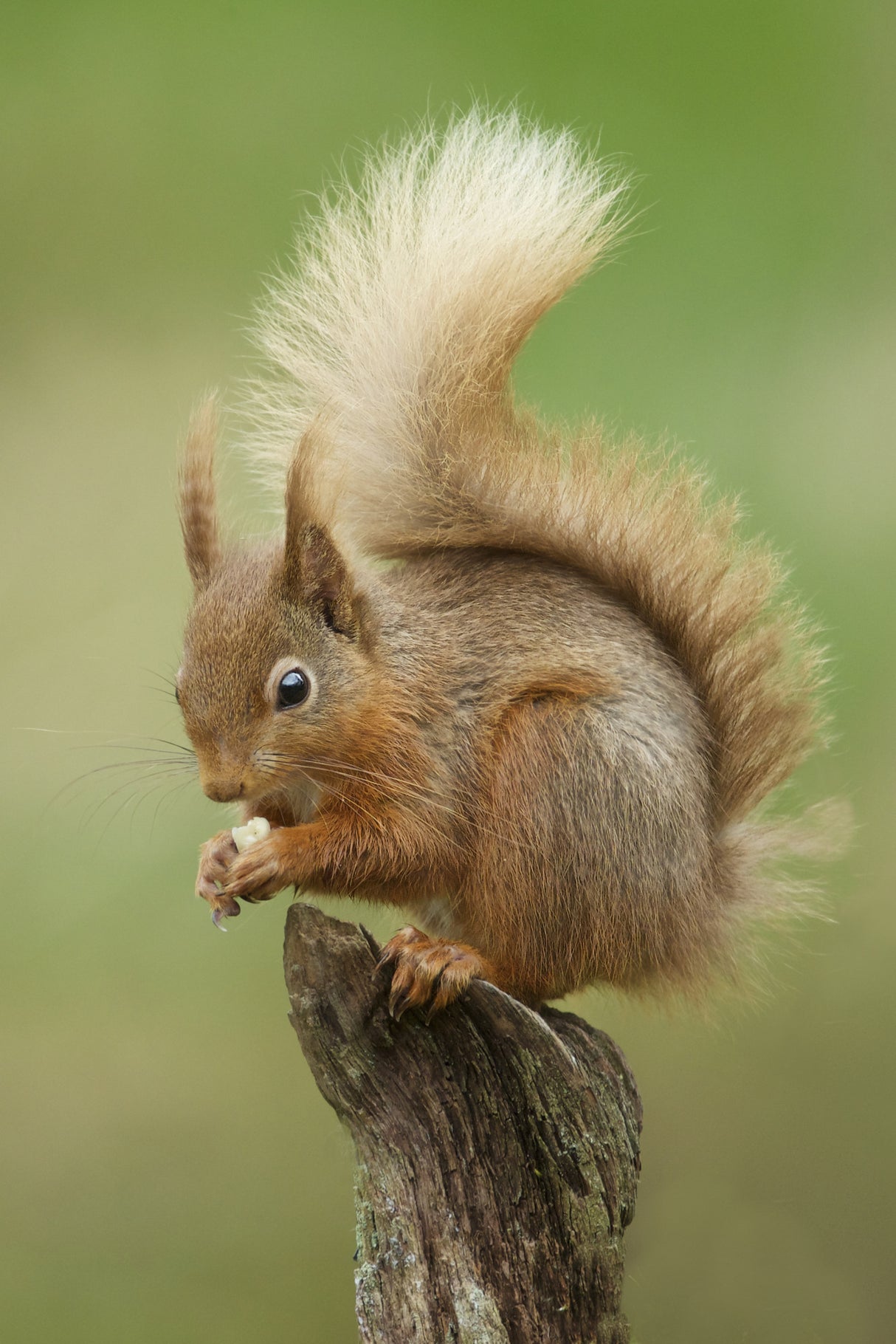 Red Squirrel Poster och Canvastavla