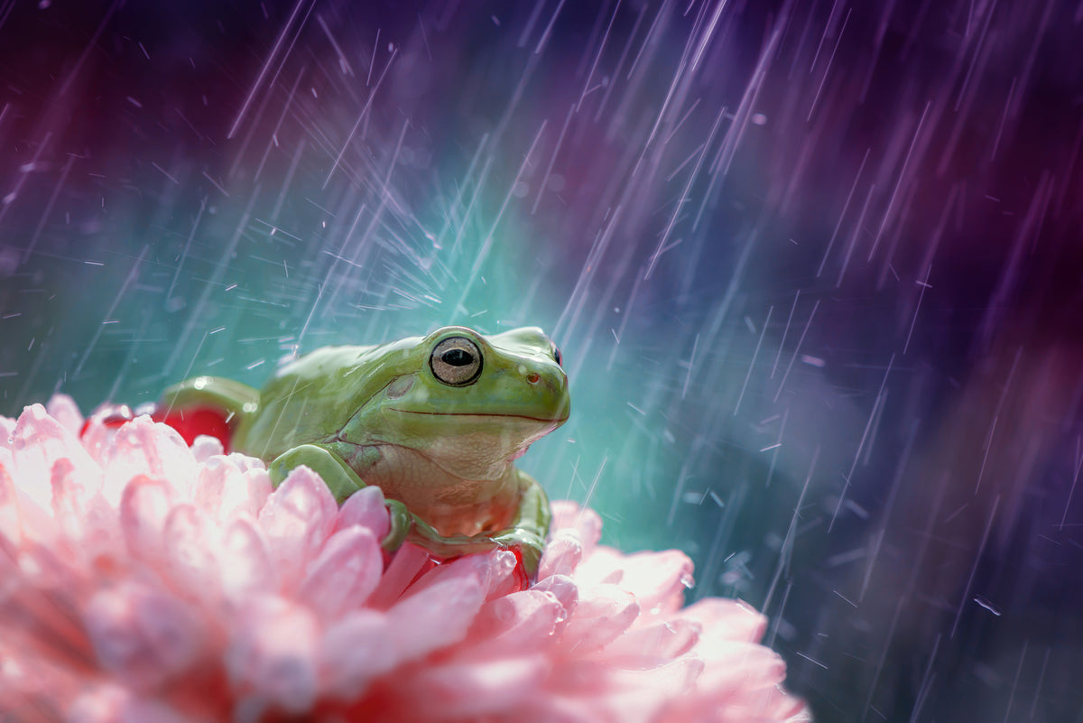 the happy rain Poster och Canvastavla