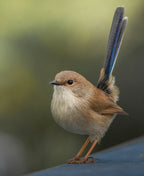 Superb FairyWren Poster och Canvastavla