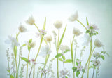 White Spring Poster och Canvastavla