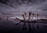 Waiting for the witches infrared Poster och Canvastavla