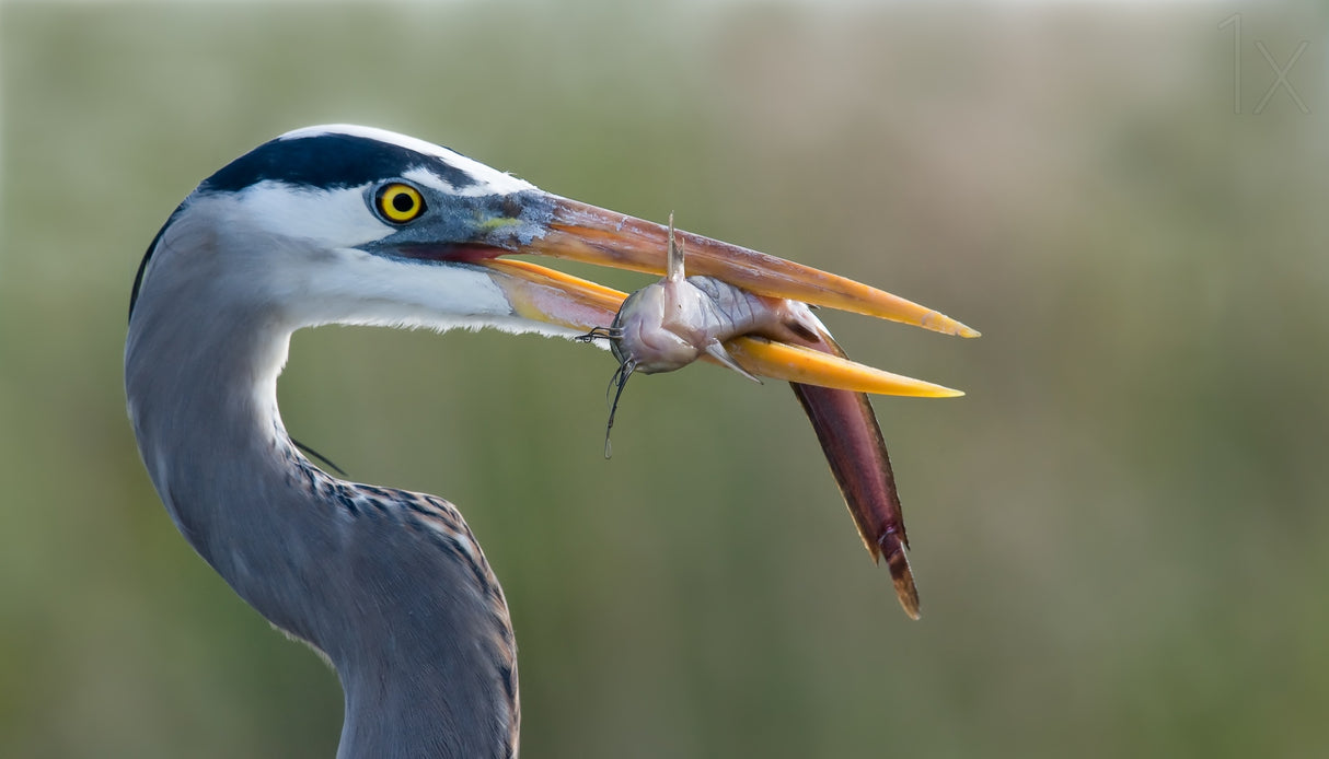 Fresh Catch Poster och Canvastavla