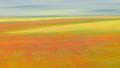 Castelluccio Colors Poster och Canvastavla