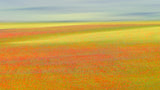 Castelluccio Colors Poster och Canvastavla