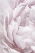 Peony 15 Poster och Canvastavla