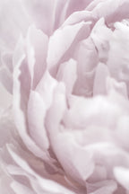Peony 15 Poster och Canvastavla