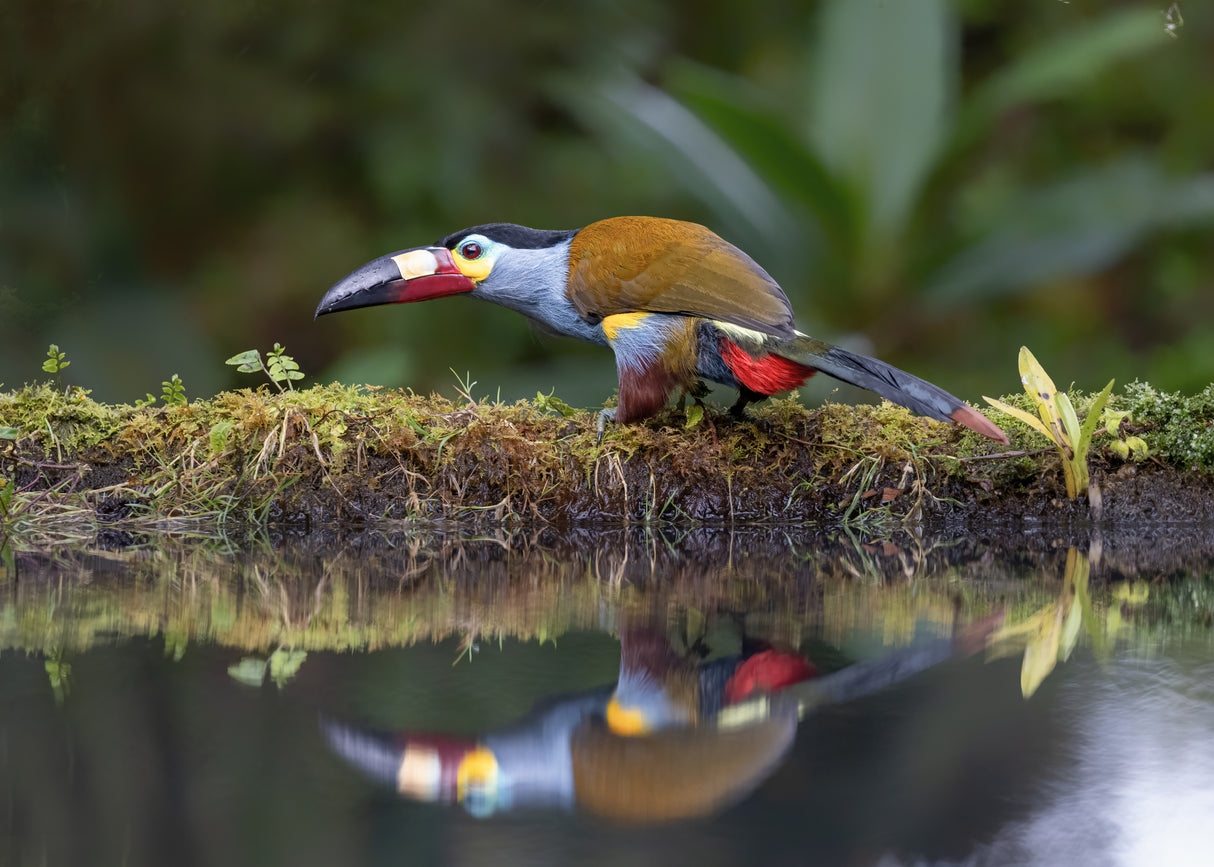 Toucan and reflection Poster och Canvastavla