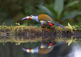 Toucan and reflection Poster och Canvastavla