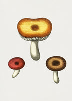 Hand Drawn Galerina Mushroom Poster och Canvastavla