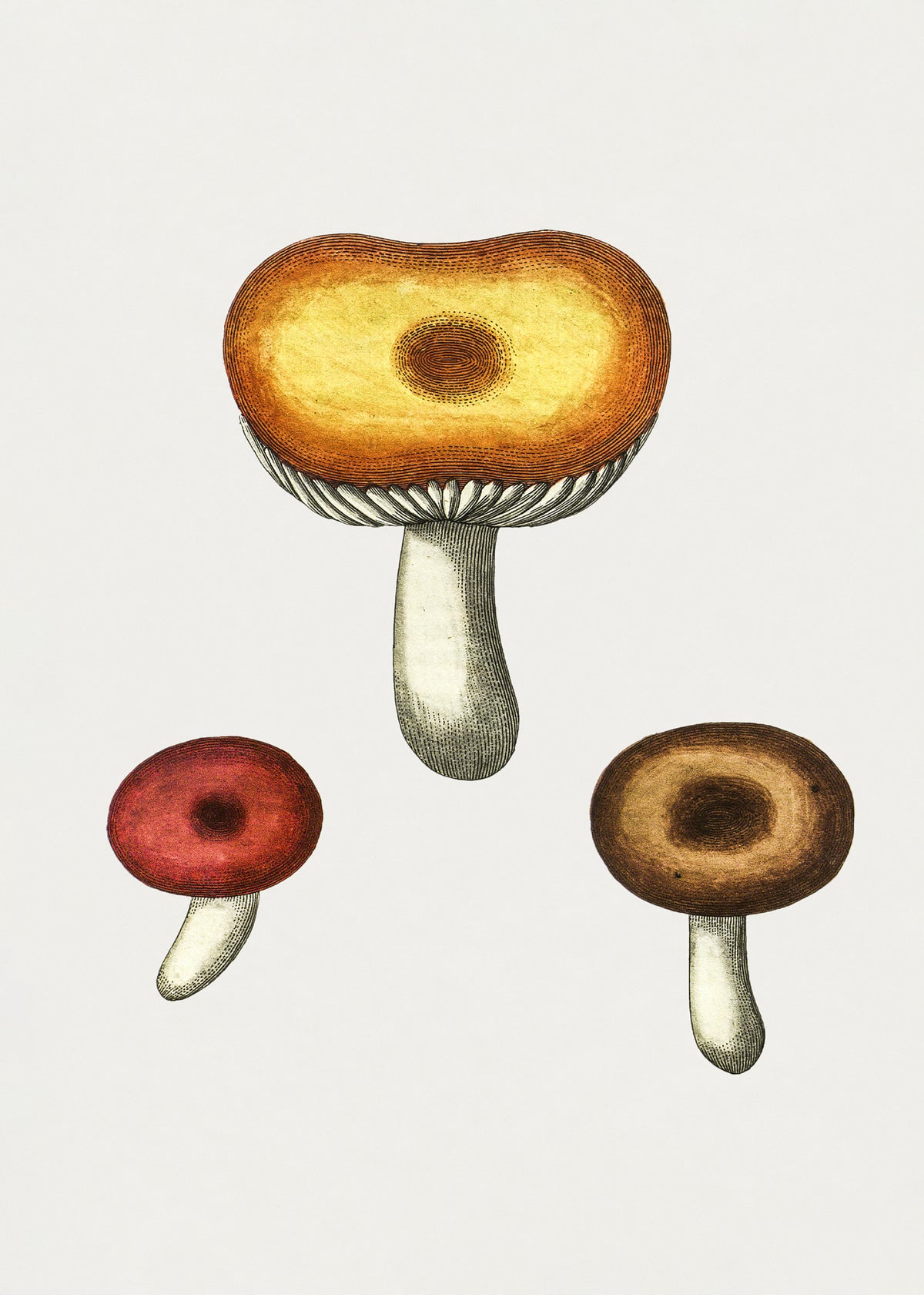Hand Drawn Galerina Mushroom Poster och Canvastavla