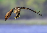 The osprey with its prey Poster och Canvastavla