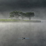 A morning shrouded in mist Poster och Canvastavla