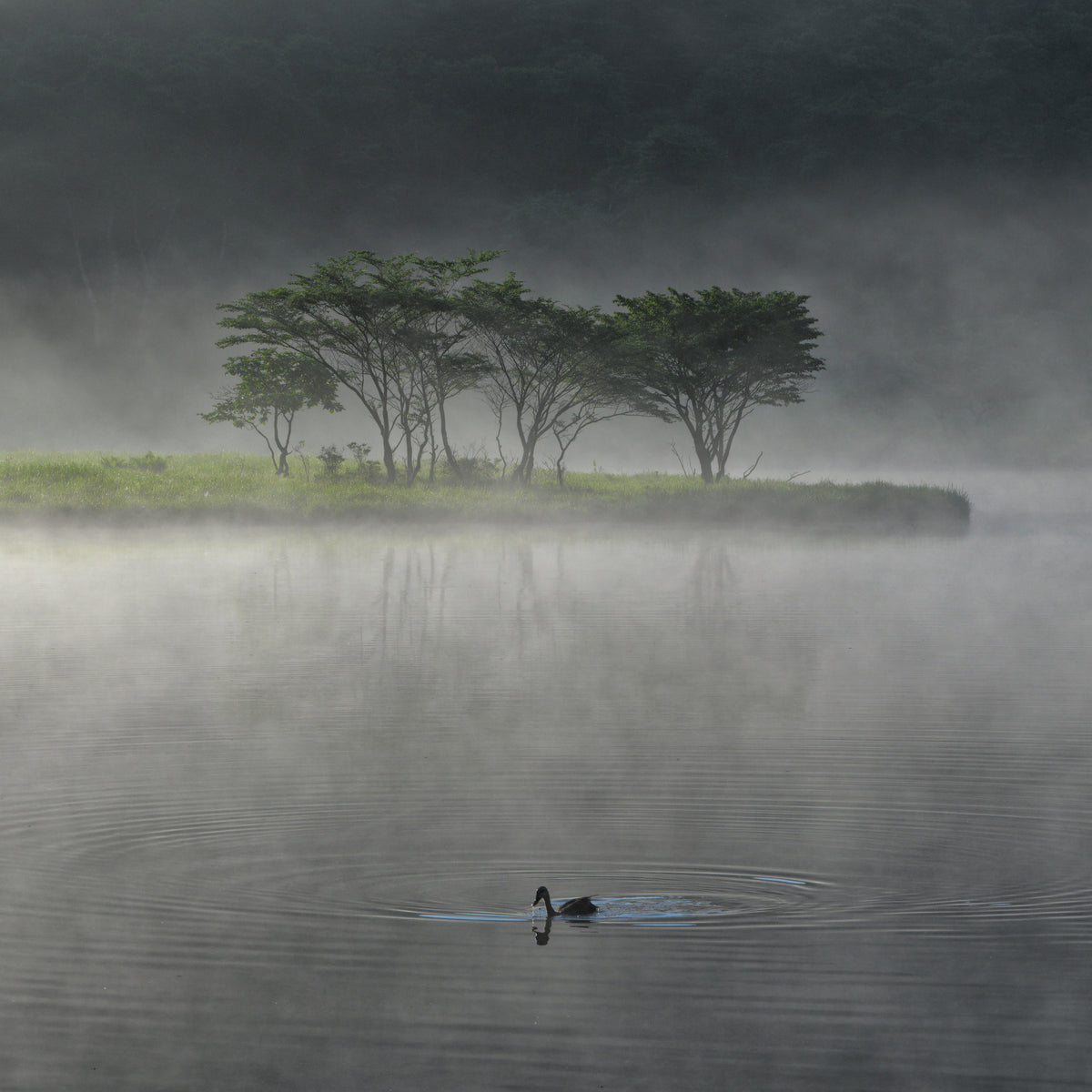 A morning shrouded in mist Poster och Canvastavla