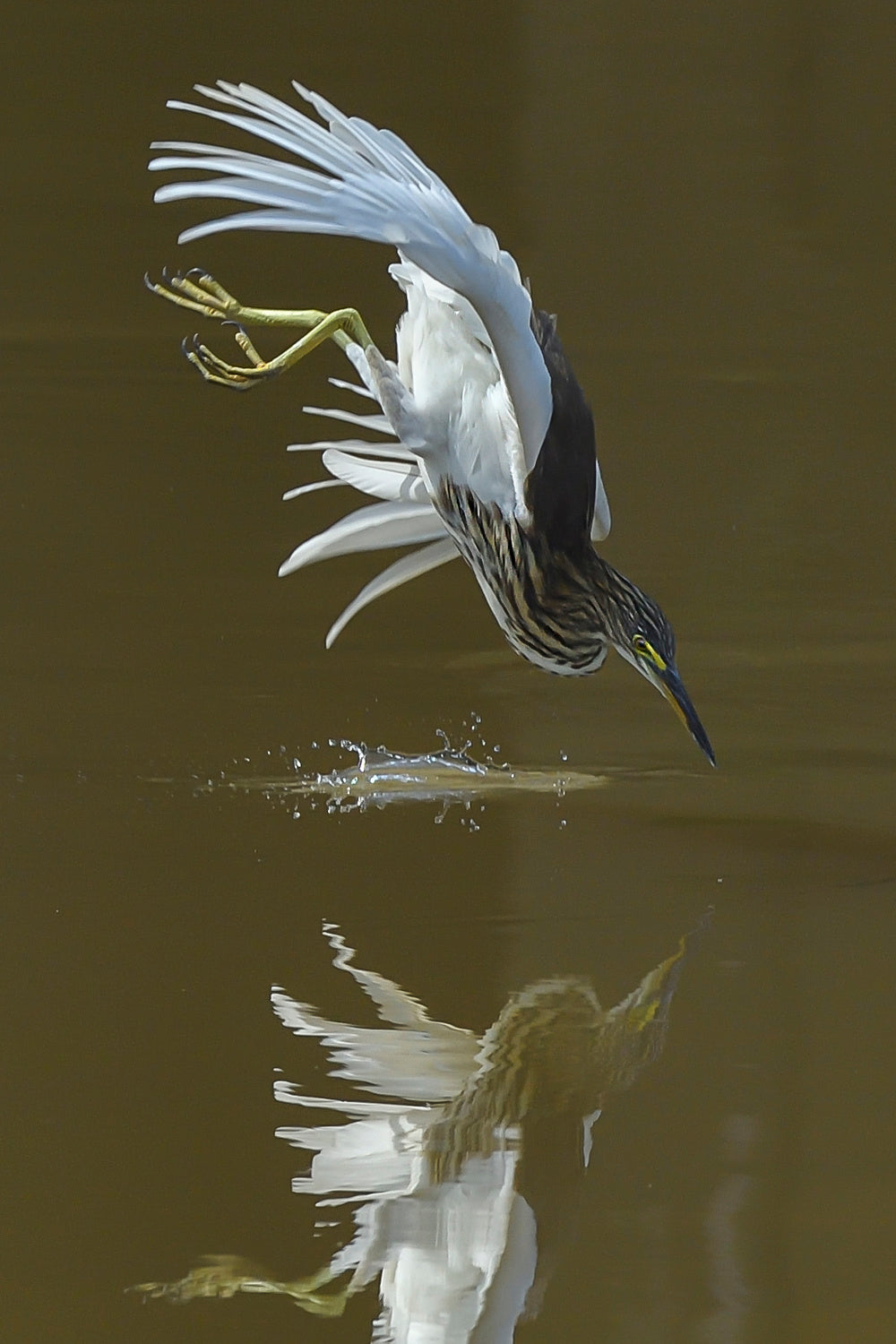 Fake kingfisher Poster och Canvastavla