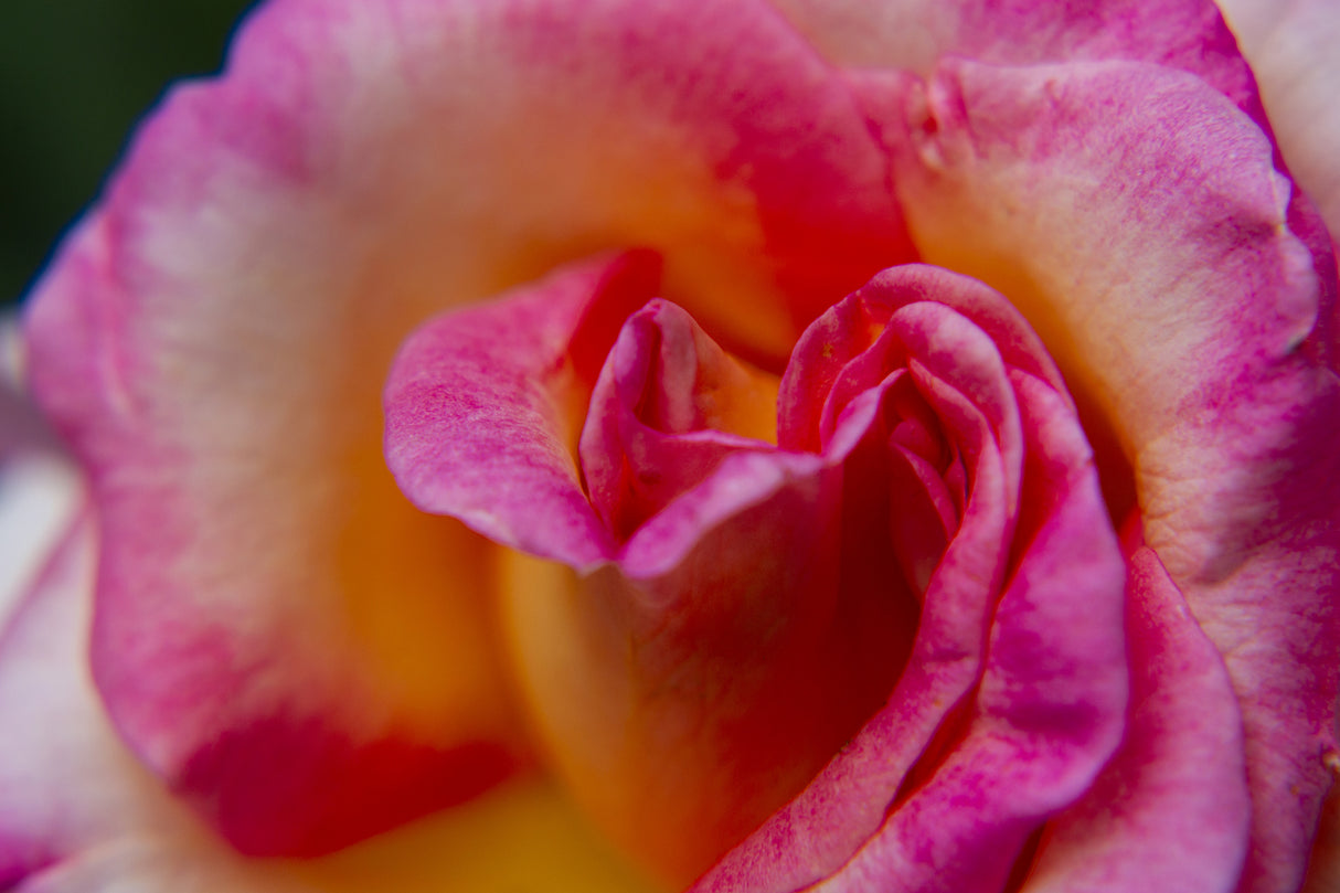 rose close up Poster och Canvastavla
