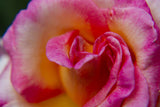 rose close up Poster och Canvastavla