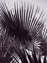 Miami Palm One Poster och Canvastavla
