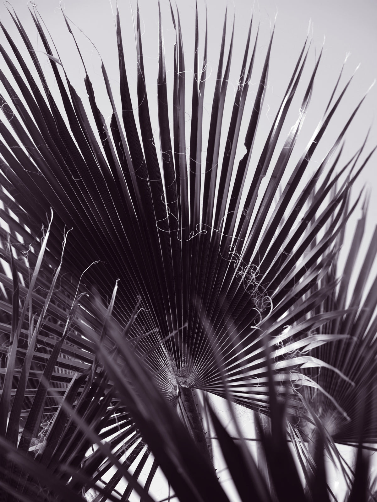 Miami Palm One Poster och Canvastavla