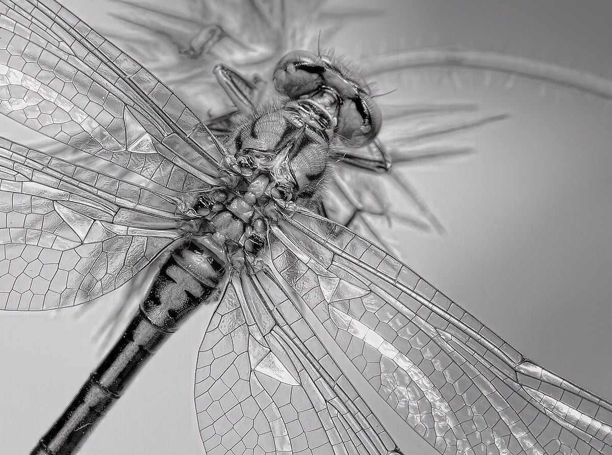 Dragonfly wings Poster och Canvastavla