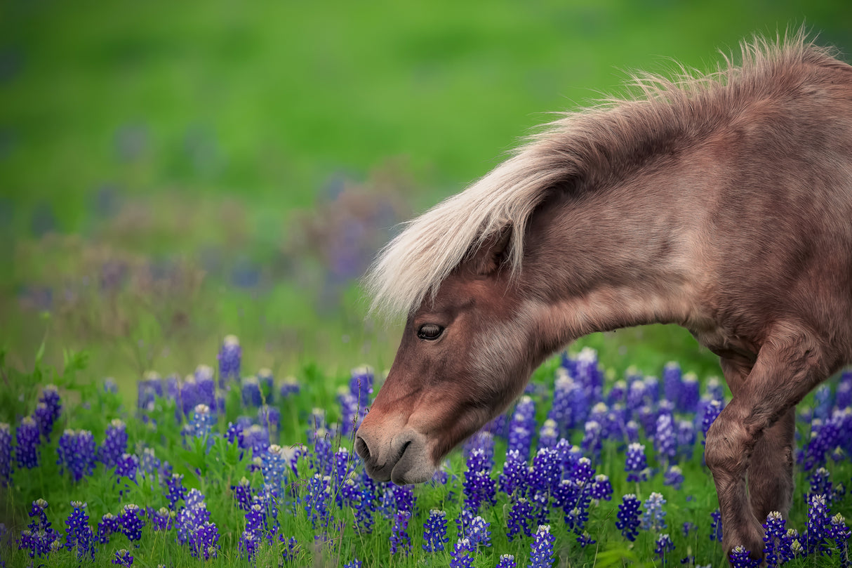 Spring Is In The Air... Poster och Canvastavla