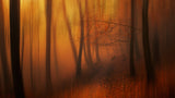 Path of red... Poster och Canvastavla