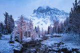 Snowy Silence Poster och Canvastavla