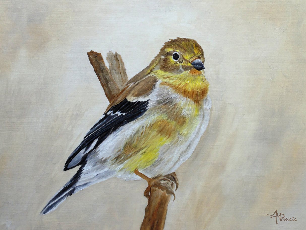 American Goldfinch Portrait Poster och Canvastavla