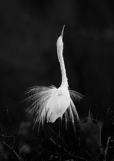 Spreading Feather Poster och Canvastavla