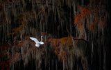 Dance of Autumn Poster och Canvastavla