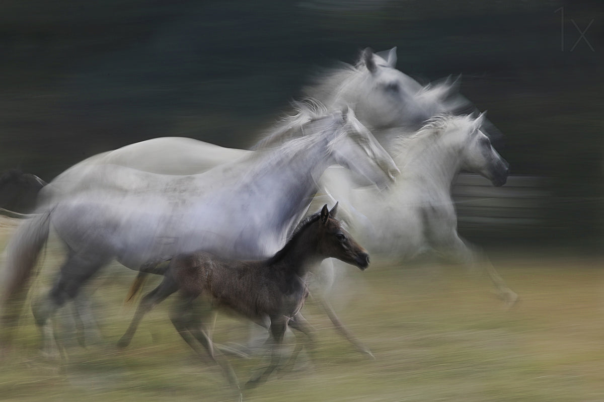 In gallop Poster och Canvastavla