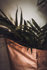 Palms &amp; Craft Paper Poster och Canvastavla