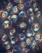 Blueberries Poster och Canvastavla