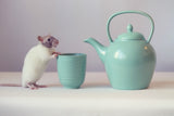 No Tea for me Poster och Canvastavla