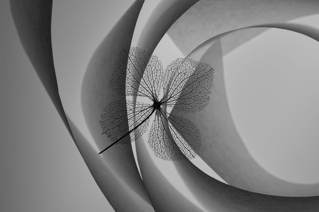 Hydrangea Poster och Canvastavla