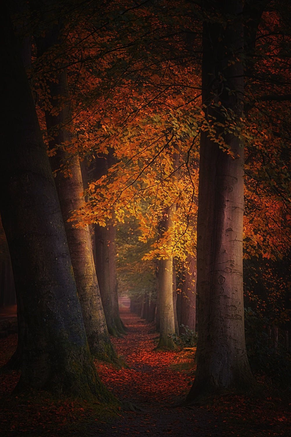 Whispering leaves Poster och Canvastavla