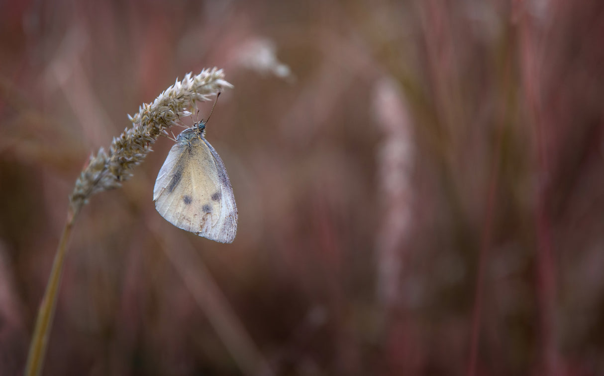 Butterfly## Poster och Canvastavla