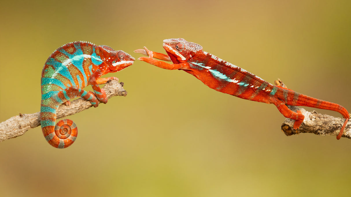 Panther chameleons Poster och Canvastavla