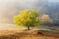 Tree of Life Poster och Canvastavla