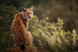 Lynx Fine Art. Poster och Canvastavla