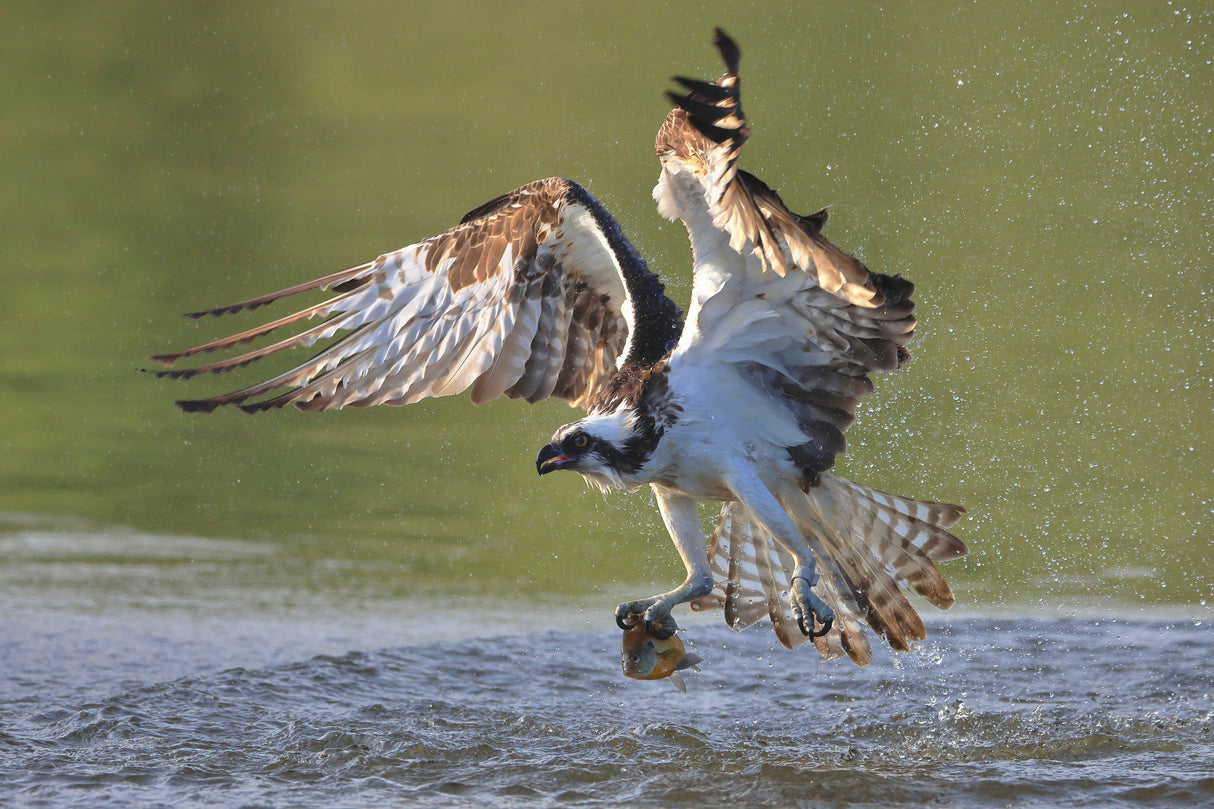 Osprey in hunting Poster och Canvastavla