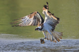 Osprey in hunting Poster och Canvastavla