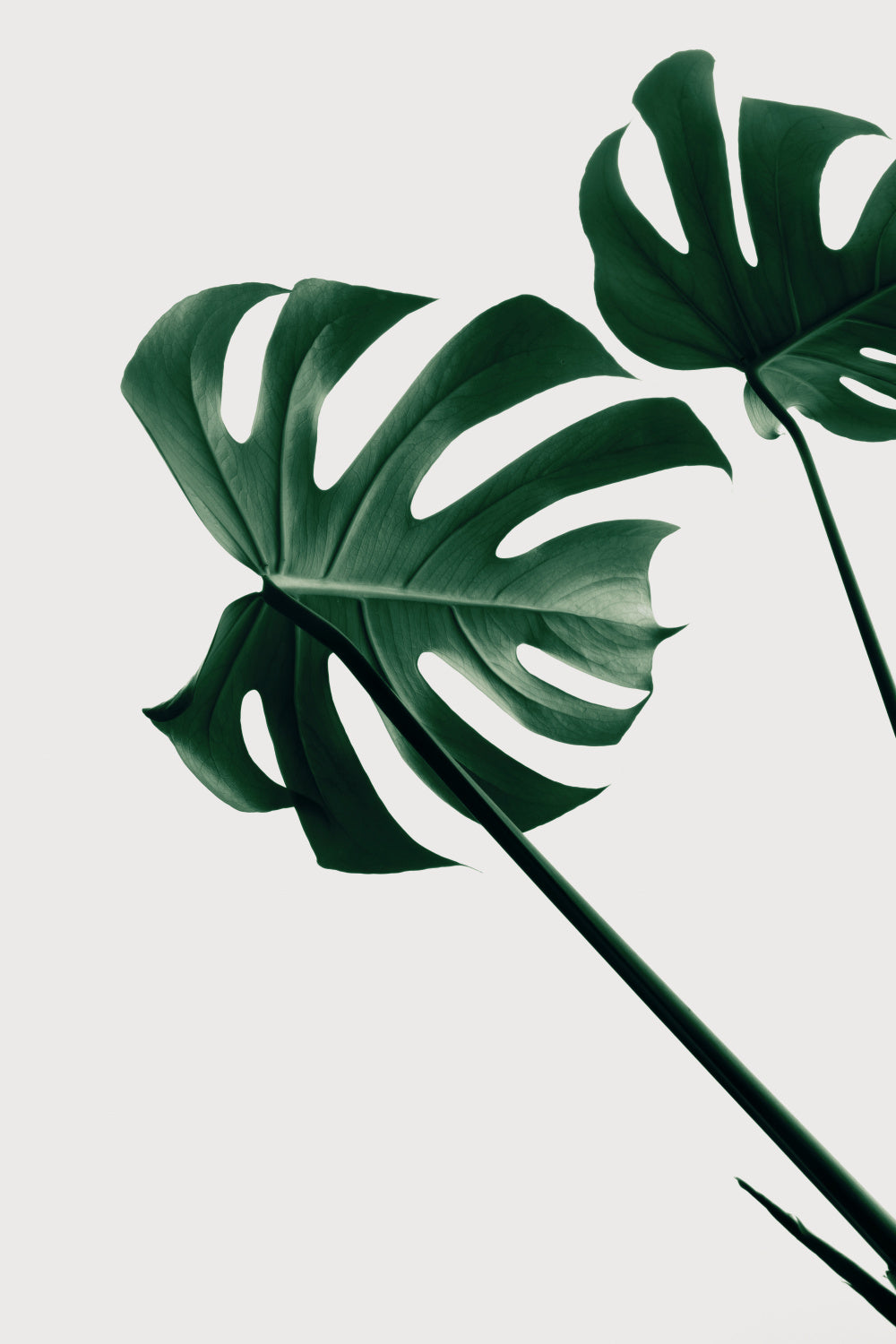 Monstera Natural 47 Poster och Canvastavla
