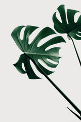 Monstera Natural 47 Poster och Canvastavla