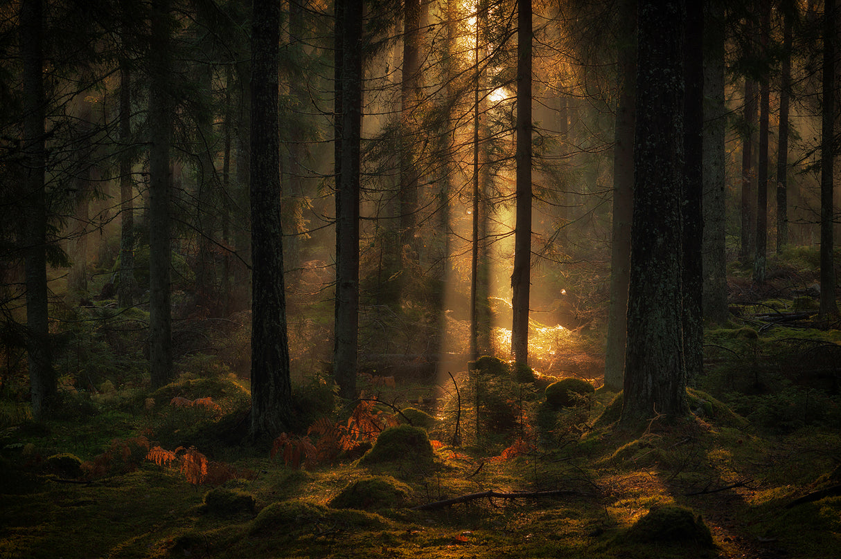 The light in the forest Poster och Canvastavla
