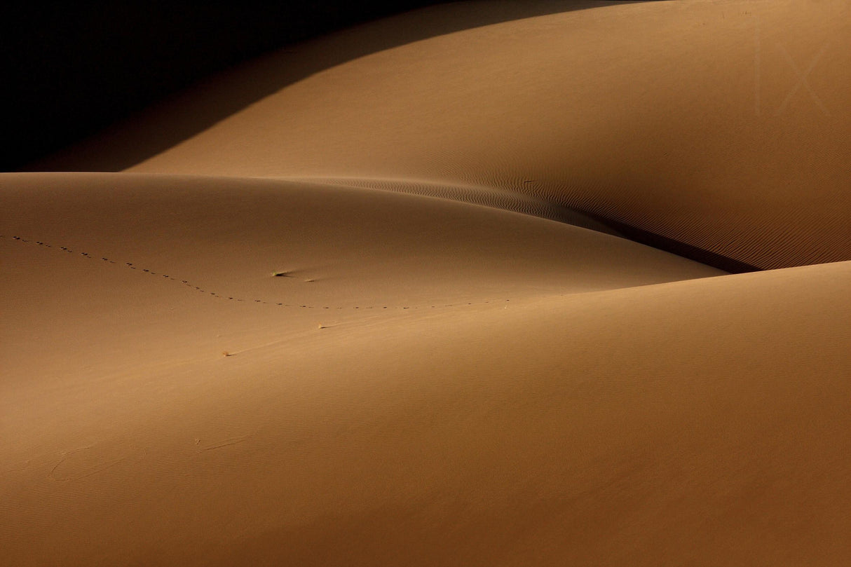 Desert and the human torso Poster och Canvastavla