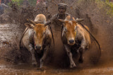 The Racing Cows Poster och Canvastavla