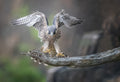 Landing....... Poster och Canvastavla
